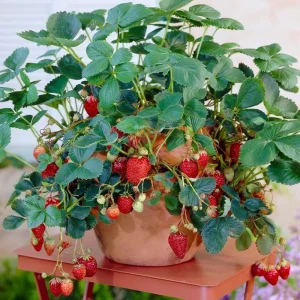 Everbearing Strawberry Live Plant – 4-6 Inch Tall, 3 Inch Pot – Outdoor Fruit Bush - Image 8