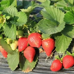 Everbearing Strawberry Plant - 3-6 inch Tall - 3 inch Pot - Fragaria x ananassa - Live Fruiting Plant - Image 2
