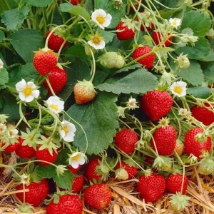 Everbearing Strawberry Plant - 3-6 inch Tall - 3 inch Pot - Fragaria x ananassa - Live Fruiting Plant - Image 3