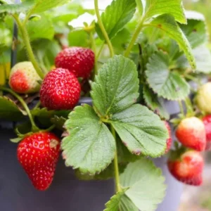 Everbearing Strawberry Plant - 3-6 inch Tall - 3 inch Pot - Fragaria x ananassa - Live Fruiting Plant - Image 4