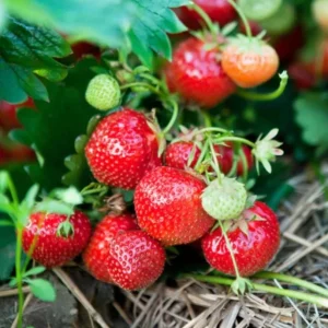 Everbearing Strawberry Plant - 3-6 inch Tall - 3 inch Pot - Fragaria x ananassa - Live Fruiting Plant - Image 5