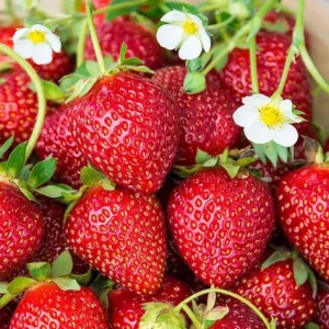 Everbearing Strawberry Plant - 3-6 inch Tall - 3 inch Pot - Fragaria x ananassa - Live Fruiting Plant - Image 6