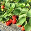 Everbearing Strawberry Plant - 3-6 inch Tall - 3 inch Pot - Fragaria x ananassa - Live Fruiting Plant - Image 1