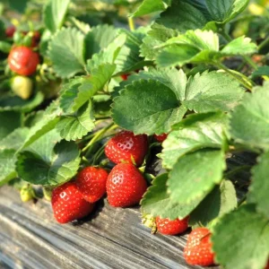 Everbearing Strawberry Plant - 3-6 inch Tall - 3 inch Pot - Fragaria x ananassa - Live Fruiting Plant - Image 1