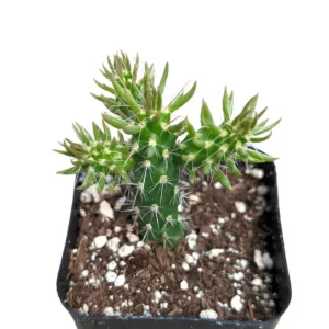 Eve's Needle Cactus - Austrocylindropuntia Subulata Live Succulent Plant 2 Inch Pot - Image 2