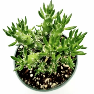 Eve's Needle Cactus - Austrocylindropuntia Subulata Live Succulent Plant 2 Inch Pot - Image 3