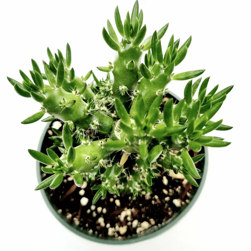 Eve's Needle Cactus - Austrocylindropuntia Subulata Live Succulent Plant 2 Inch Pot - Image 3