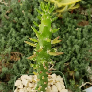 Eve's Needle Cactus - Austrocylindropuntia Subulata Live Succulent Plant 2 Inch Pot - Image 4