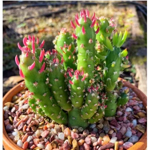 Eve's Needle Cactus - Austrocylindropuntia Subulata Live Succulent Plant 2 Inch Pot - Image 5