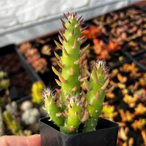 Eve's Needle Cactus - Austrocylindropuntia Subulata Live Succulent Plant 2 Inch Pot - Image 6