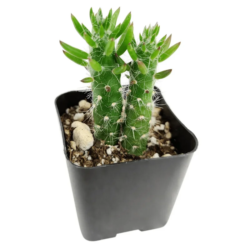 Eve's Needle Cactus - Austrocylindropuntia Subulata Live Succulent Plant 2 Inch Pot - Image 1