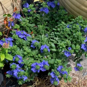 Evolvulus Blue Daze Live Plant – 3-6 Inch Starter – Drought-Tolerant Groundcover - Image 2
