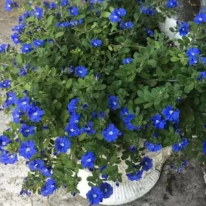 Evolvulus Blue Daze Live Plant – 3-6 Inch Starter – Drought-Tolerant Groundcover - Image 3