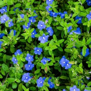 Evolvulus Blue Daze Live Plant – 3-6 Inch Starter – Drought-Tolerant Groundcover - Image 1
