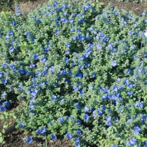 Evolvulus Blue Daze Live Plant – 3-6 Inch Starter – Drought-Tolerant Groundcover - Image 5