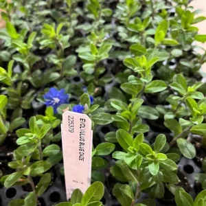 Evolvulus Blue Daze Live Plant – 3-6 Inch Starter – Drought-Tolerant Groundcover - Image 7
