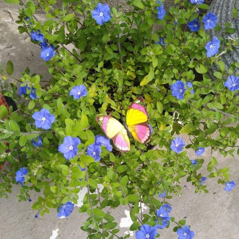 Evolvulus Blue Daze Live Plant, Blooming Perennial, Well Rooted Ground Cover, 4-6'' Tall - Image 10