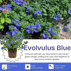 Evolvulus Blue Daze Live Plant, Blooming Perennial, Well Rooted Ground Cover, 4-6'' Tall - Image 2