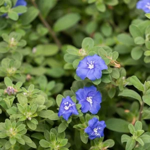Evolvulus Blue Daze Live Plant, Blooming Perennial, Well Rooted Ground Cover, 4-6'' Tall - Image 3