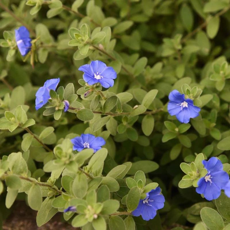 Evolvulus Blue Daze Live Plant, Blooming Perennial, Well Rooted Ground Cover, 4-6'' Tall - Image 4