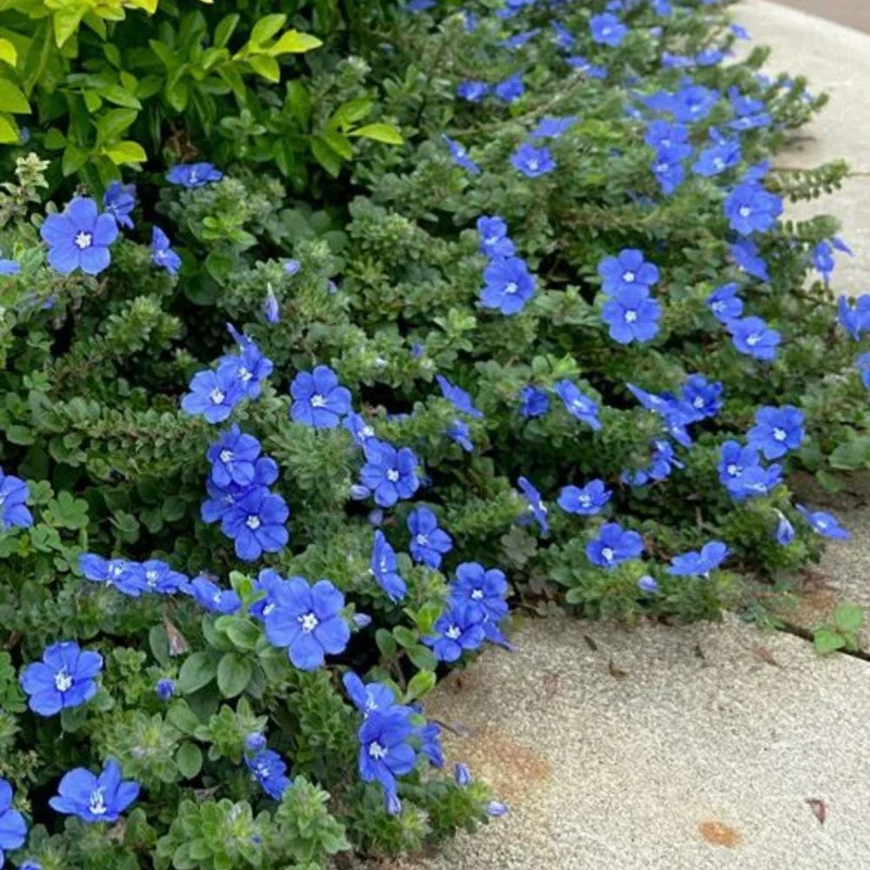 Evolvulus Blue Daze Live Plant, Blooming Perennial, Well Rooted Ground Cover, 4-6'' Tall - Image 5