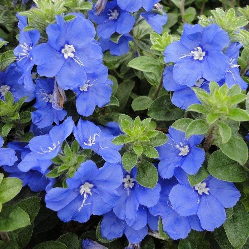 Evolvulus Blue Daze Live Plant, Blooming Perennial, Well Rooted Ground Cover, 4-6'' Tall - Image 6