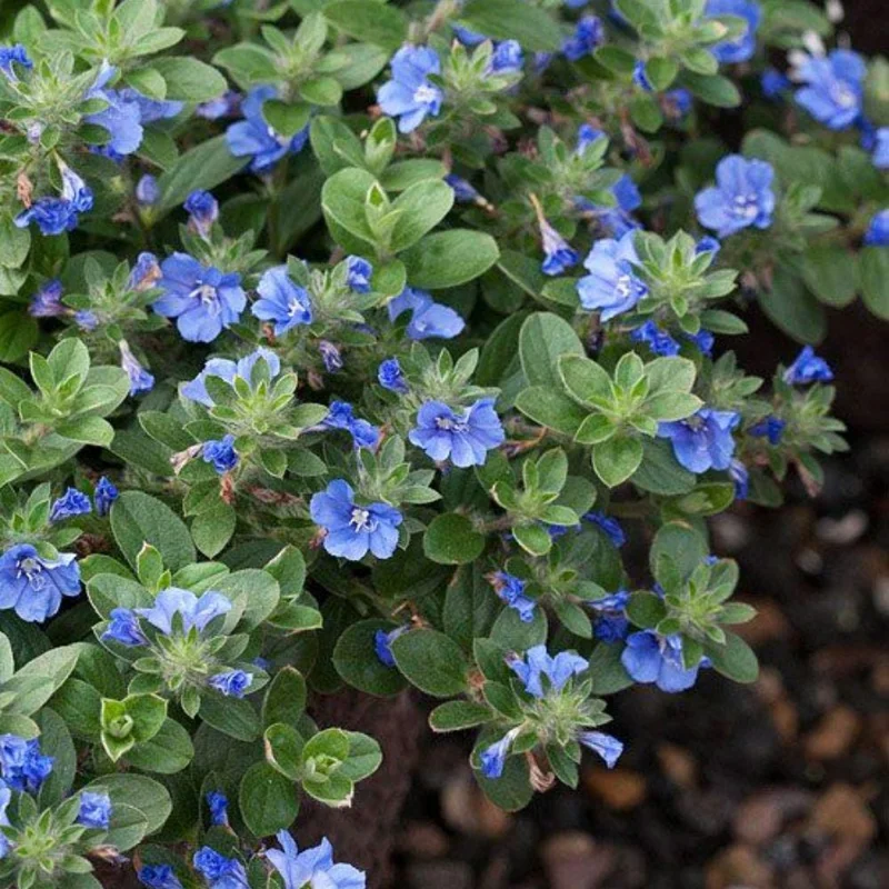 Evolvulus Blue Daze Live Plant, Blooming Perennial, Well Rooted Ground Cover, 4-6'' Tall - Image 7