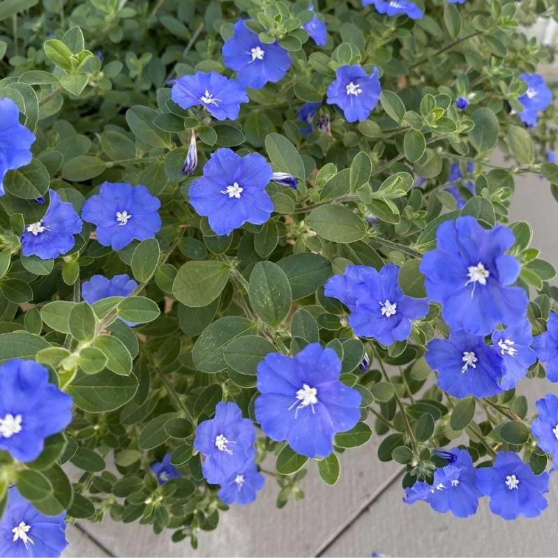 Evolvulus Blue Daze Live Plant, Blooming Perennial, Well Rooted Ground Cover, 4-6'' Tall - Image 8