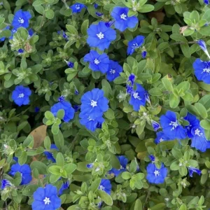 Evolvulus Blue Daze Live Plant, Blooming Perennial, Well Rooted Ground Cover, 4-6'' Tall - Image 9