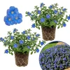 Evolvulus Blue Daze Live Plant, Blooming Perennial, Well Rooted Ground Cover, 4-6'' Tall - Image 1