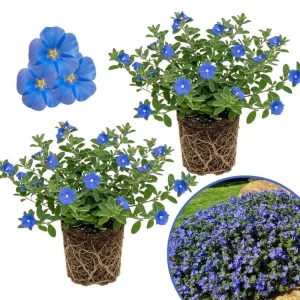 Evolvulus Blue Daze Live Plant, Blooming Perennial, Well Rooted Ground Cover, 4-6'' Tall - Image 1