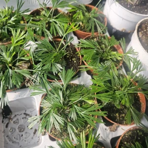 Eyelash Fern (Actiniopteris australis) Live Plant - 2in Pot - Terrarium - Image 2