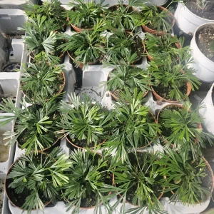 Eyelash Fern (Actiniopteris australis) Live Plant - 2in Pot - Terrarium - Image 3