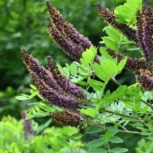 False Indigo Bush Bare Root Plant - 5 Seedlings, 1-2ft Tall - Outdoor Shrub - Image 5