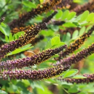 False Indigo Bush Bare Root Plant - 5 Seedlings, 1-2ft Tall - Outdoor Shrub - Image 7