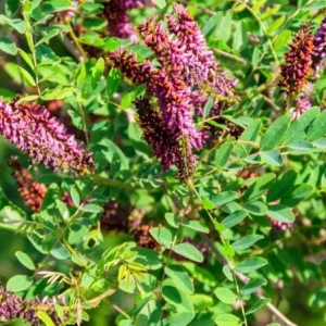 False Indigo Bush Bare Roots - 5 Pack, 1-2ft Tall Seedlings for Outdoor Planting - Image 2