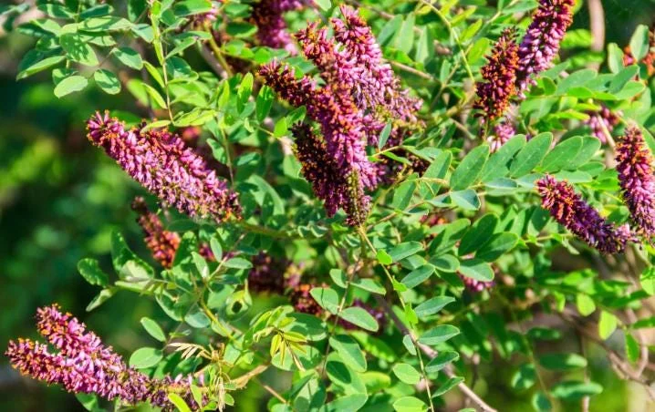 False Indigo Bush Bare Roots - 5 Pack, 1-2ft Tall Seedlings for Outdoor Planting - Image 2