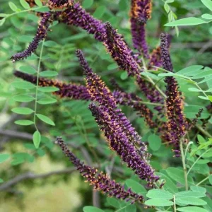 False Indigo Bush Bare Roots - 5 Pack, 1-2ft Tall Seedlings for Outdoor Planting - Image 3