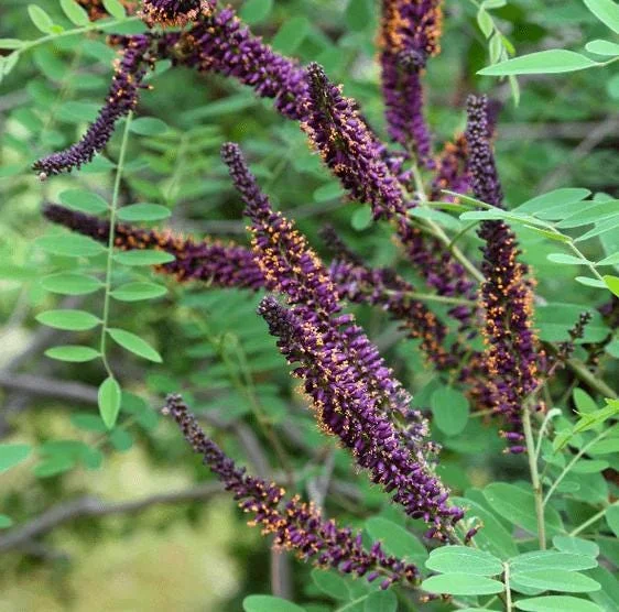 False Indigo Bush Bare Roots - 5 Pack, 1-2ft Tall Seedlings for Outdoor Planting - Image 3
