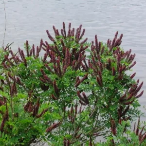 False Indigo Bush Bare Roots - 5 Pack, 1-2ft Tall Seedlings for Outdoor Planting - Image 4