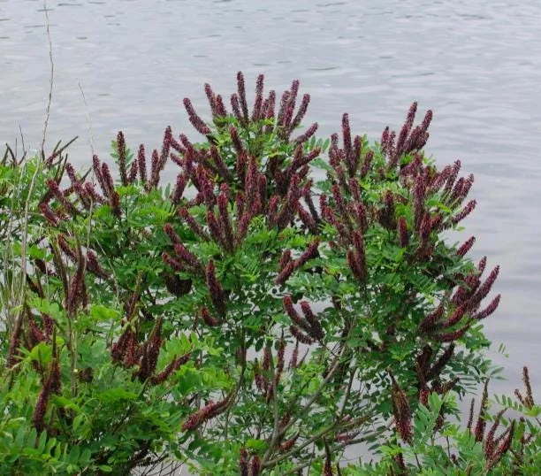 False Indigo Bush Bare Roots - 5 Pack, 1-2ft Tall Seedlings for Outdoor Planting - Image 4