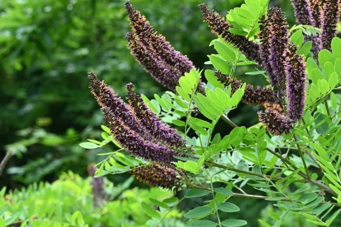 False Indigo Bush Bare Roots - 5 Pack, 1-2ft Tall Seedlings for Outdoor Planting - Image 5