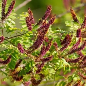 False Indigo Bush Bare Roots - 5 Pack, 1-2ft Tall Seedlings for Outdoor Planting - Image 6