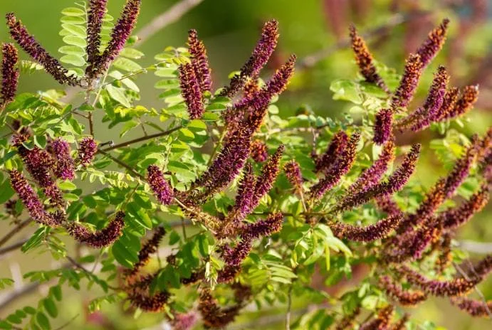False Indigo Bush Bare Roots - 5 Pack, 1-2ft Tall Seedlings for Outdoor Planting - Image 6