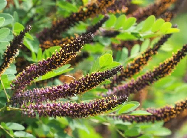 False Indigo Bush Bare Roots - 5 Pack, 1-2ft Tall Seedlings for Outdoor Planting - Image 7