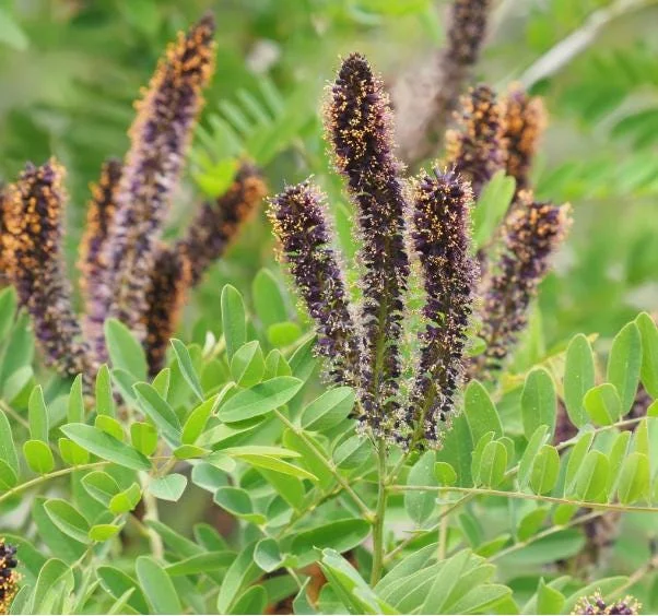 False Indigo Bush Bare Roots - 5 Pack, 1-2ft Tall Seedlings for Outdoor Planting - Image 1
