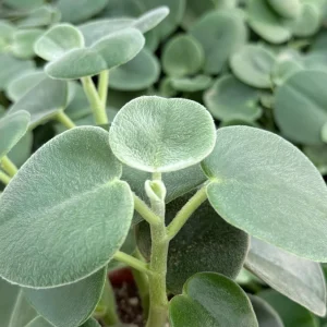 Felted Peperomia Incana Live Plant - 4 Inch Pot - Velvety Houseplant - Image 2