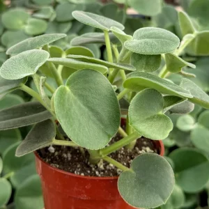 Felted Peperomia Incana Live Plant - 4 Inch Pot - Velvety Houseplant - Image 3