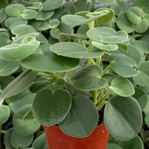 Felted Peperomia Incana Live Plant - 4 Inch Pot - Velvety Houseplant - Image 4