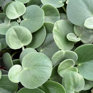 Felted Peperomia Incana Live Plant - 4 Inch Pot - Velvety Houseplant - Image 5